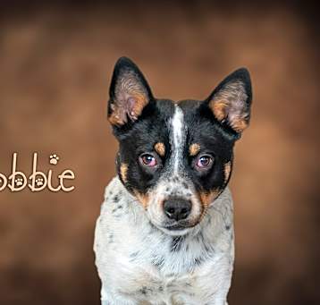 Photo of Robbie
