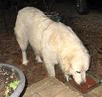 Photo of Glinda