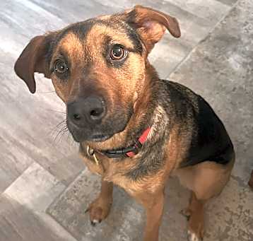 Photo of Roxie. Urgently needs a foster or adopter