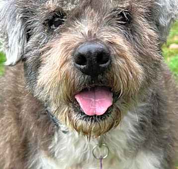 Photo of Teddy