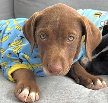 Photo of Sage