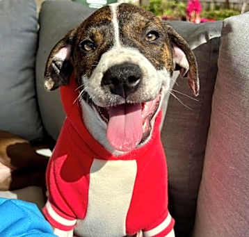 Photo of Sadie