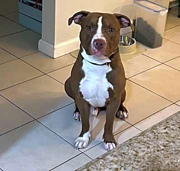 Photo of Apollo
