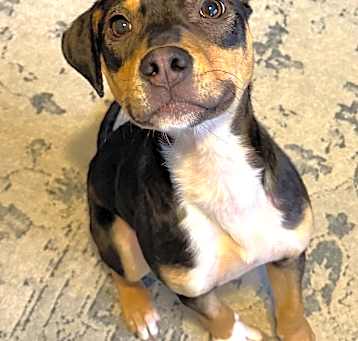 Photo of Archer