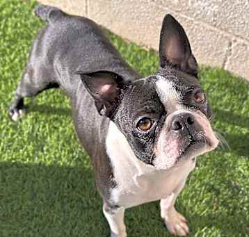 Photo of Paisley