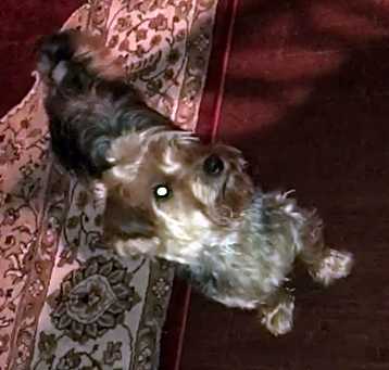 Photo of Snickers