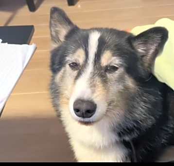 Photo of Kodi