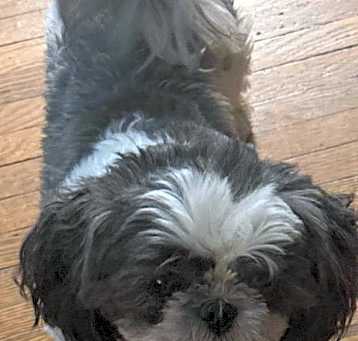 Photo of Rosie