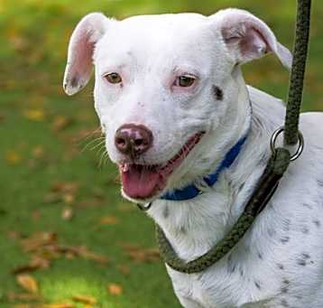 Photo of Scott (Scoob) (Cocoa)