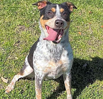 Photo of Sippi