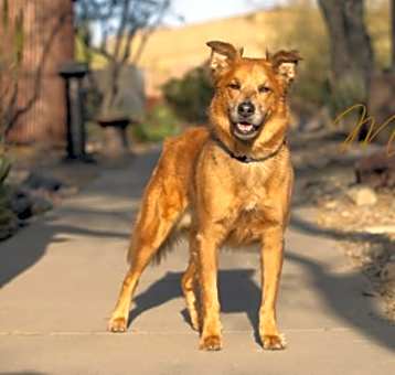 Photo of Milo