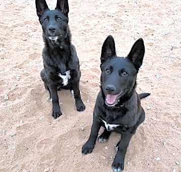 Photo of Black Shepherd Puppies