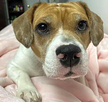 Photo of Pumpkin