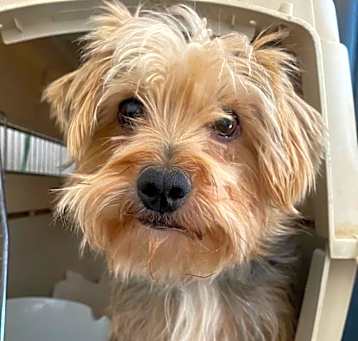 Photo of Cooper