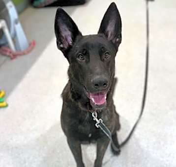 Photo of Max