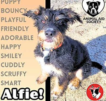 Photo of Alfie