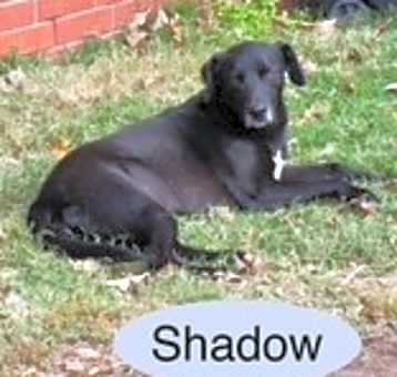 Photo of SHADOW