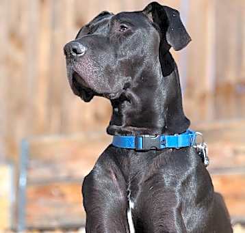 Photo of Sven