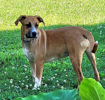 Photo of Cinnamon