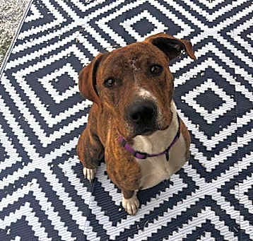 Photo of Rascal (Courtesy Post)
