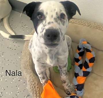 Photo of Nala