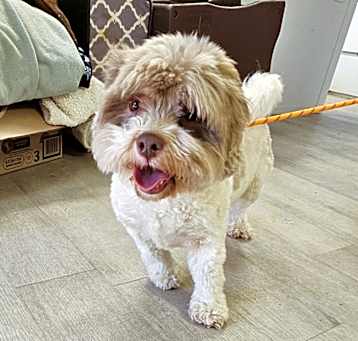 Photo of Ace