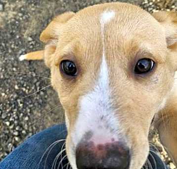 Photo of Sadie