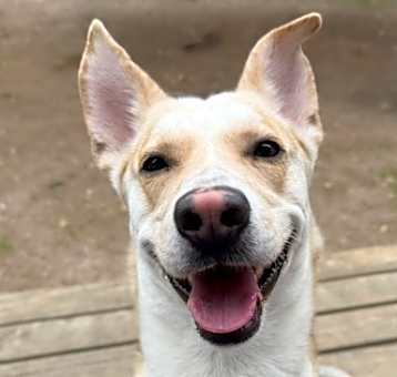 Photo of Corgle