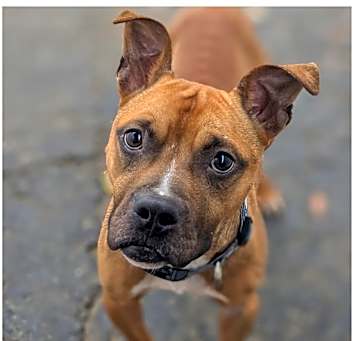 Photo of Charlie