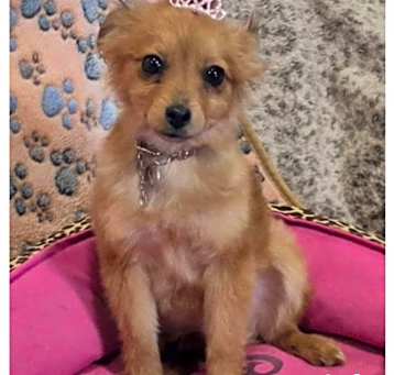 Photo of Vixen