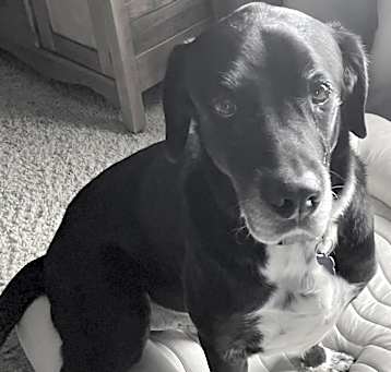 Photo of Baxter