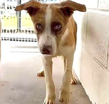 Photo of COPPER