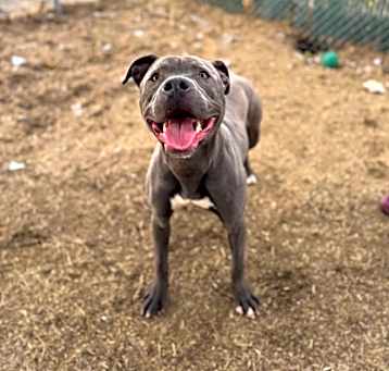Photo of Angus
