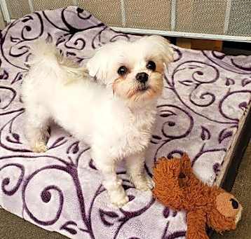 Photo of Toby