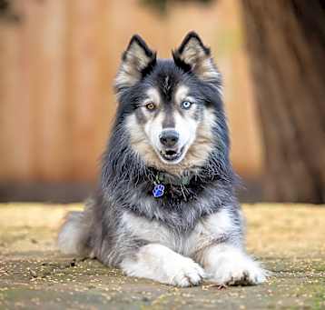 Photo of Nanook
