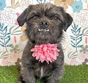 Photo of Carrie Underbark