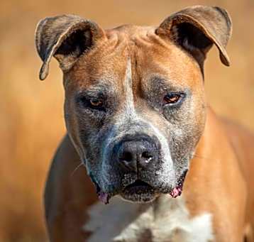 Photo of Brutus