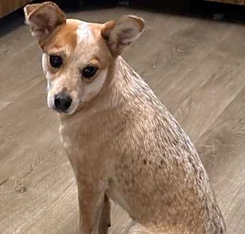 Photo of Cheddar