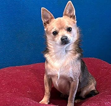 Photo of Nipper
