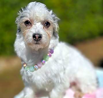 Photo of Melody