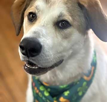 Photo of 24-045  Harley