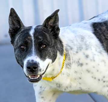 Photo of Indy
