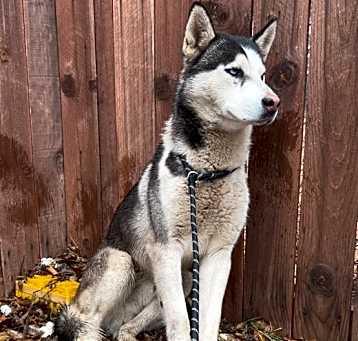Photo of Bodhi