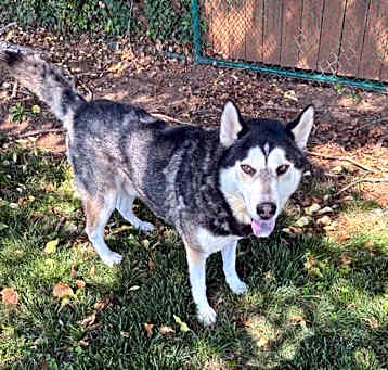 Photo of Baxter