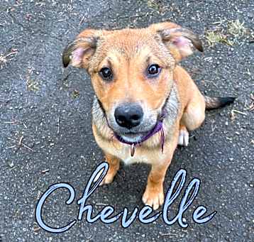 Photo of Chevelle