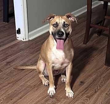 Photo of Buck