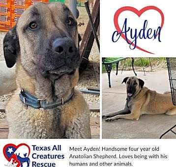 Photo of Ayden