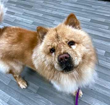 Photo of Buddy