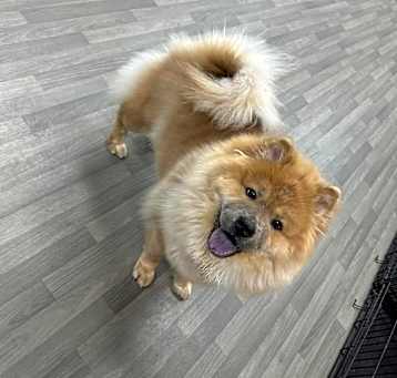 Photo of Peaches