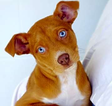 Photo of Violet